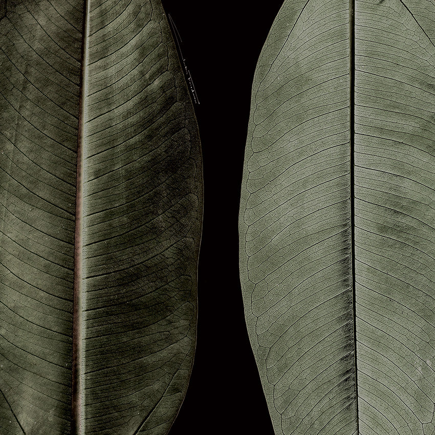 Silk Scarf - Midnight Ficus